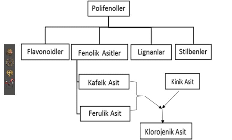 Kahvenin İnsan Sağlığına Faydaları Nelerdir?